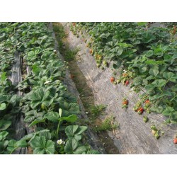 西北地膜生產(chǎn)廠(chǎng)家|優(yōu)質(zhì)的地膜生產(chǎn)廠(chǎng)家就是金土地