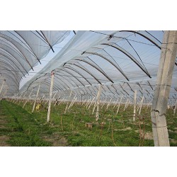 優(yōu)質葡萄專用PE膜，口碑好的大棚專用膜濰坊哪里有