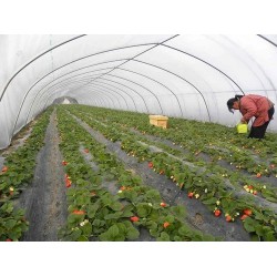 優(yōu)良的大棚膜價格，大棚編織膜