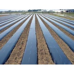 供應優(yōu)質的農用地膜_葡萄專用膜