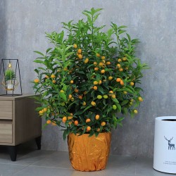 武漢植物租賃公司苗木服務，武漢家庭植物租擺公司綠植銷售