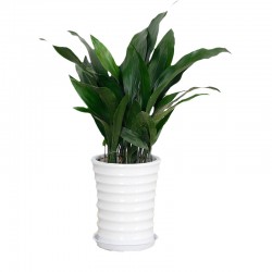 武漢辦公室盆栽價格室內盆景銷售公司花卉出租，武漢室外苗木出租