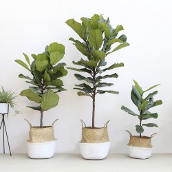 武漢室外苗木商場綠植，武漢單位苗木寫字樓綠化戶外綠化